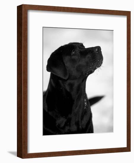 Black Labrador Retriever Looking Up-Adriano Bacchella-Framed Photographic Print