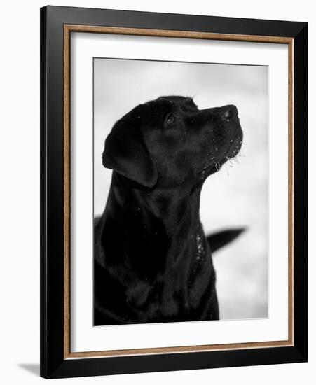 Black Labrador Retriever Looking Up-Adriano Bacchella-Framed Photographic Print