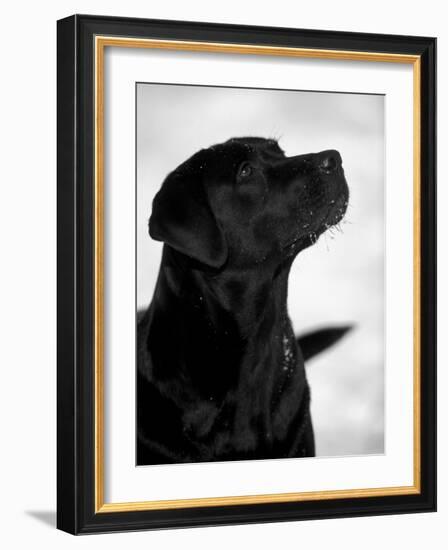 Black Labrador Retriever Looking Up-Adriano Bacchella-Framed Photographic Print