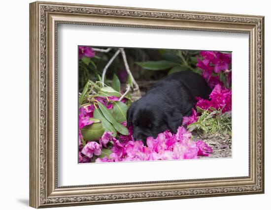 Black Labrador Retriever Pup-Lynn M^ Stone-Framed Photographic Print