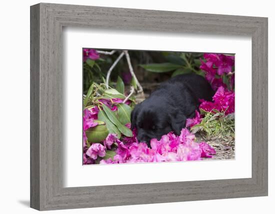 Black Labrador Retriever Pup-Lynn M^ Stone-Framed Photographic Print