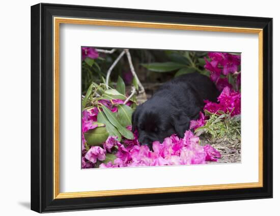 Black Labrador Retriever Pup-Lynn M^ Stone-Framed Photographic Print