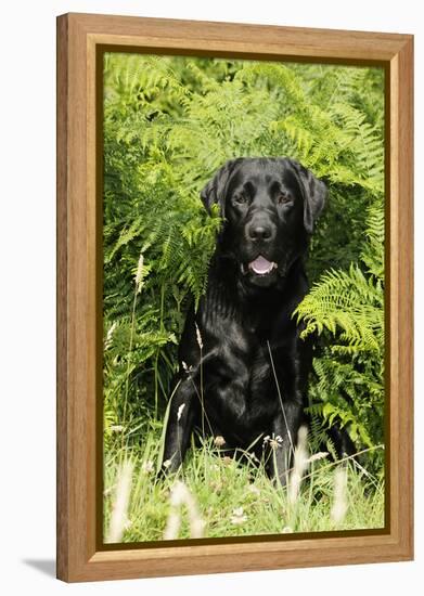 Black Labrador Sitting in Ferns-null-Framed Premier Image Canvas