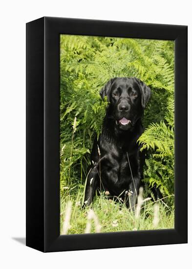 Black Labrador Sitting in Ferns-null-Framed Premier Image Canvas