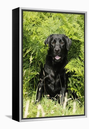 Black Labrador Sitting in Ferns-null-Framed Premier Image Canvas