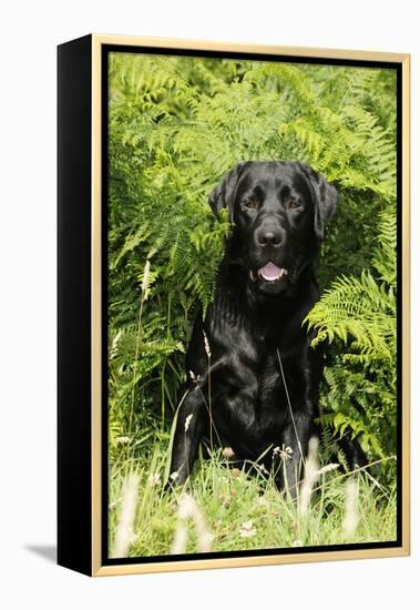 Black Labrador Sitting in Ferns-null-Framed Premier Image Canvas