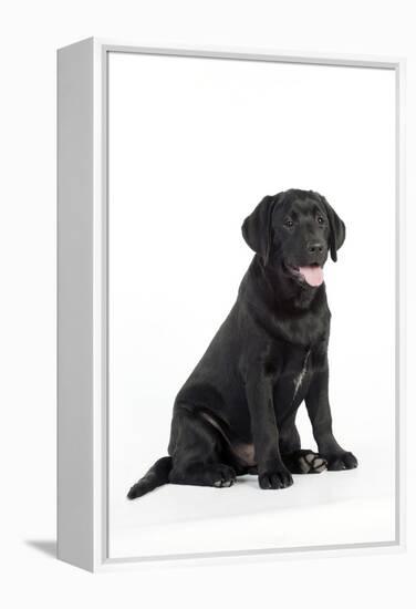Black Labrador Sitting-null-Framed Premier Image Canvas