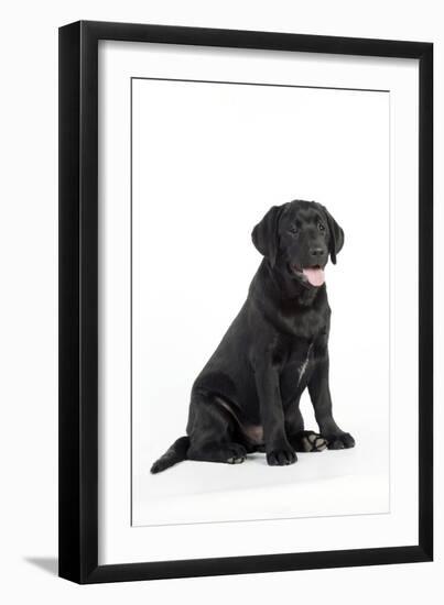 Black Labrador Sitting-null-Framed Photographic Print