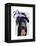 Black Labrador with Blue Fascinator-Fab Funky-Framed Stretched Canvas