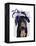 Black Labrador with Blue Fascinator-Fab Funky-Framed Stretched Canvas