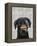 Black Labrador with Bone on Nose-Fab Funky-Framed Stretched Canvas