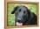 Black Labrador.-Savanah Stewart-Framed Premier Image Canvas