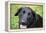 Black Labrador.-Savanah Stewart-Framed Premier Image Canvas