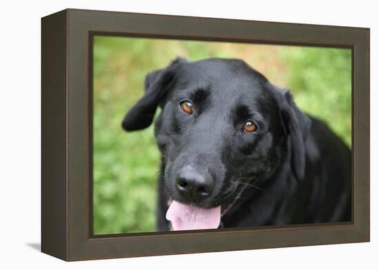 Black Labrador.-Savanah Stewart-Framed Premier Image Canvas