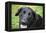 Black Labrador.-Savanah Stewart-Framed Premier Image Canvas