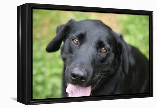 Black Labrador.-Savanah Stewart-Framed Premier Image Canvas