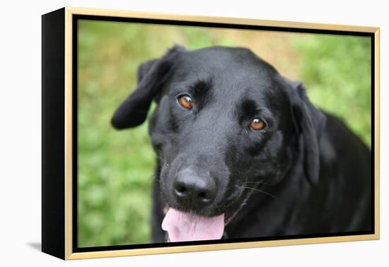 Black Labrador.-Savanah Stewart-Framed Premier Image Canvas