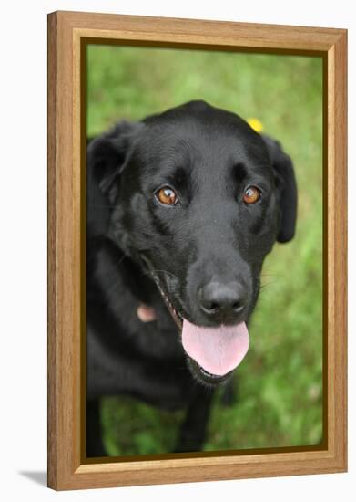 Black Labrador.-Savanah Stewart-Framed Premier Image Canvas