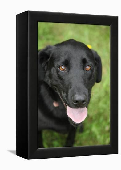 Black Labrador.-Savanah Stewart-Framed Premier Image Canvas