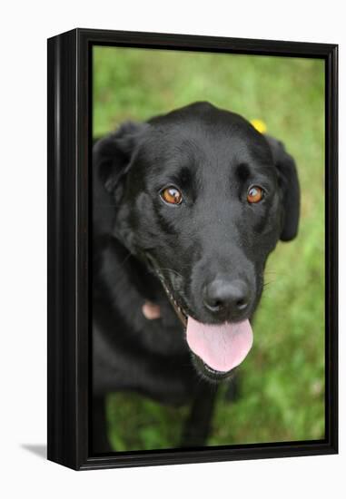 Black Labrador.-Savanah Stewart-Framed Premier Image Canvas