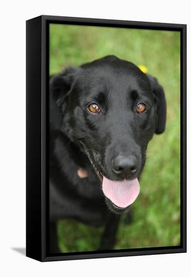 Black Labrador.-Savanah Stewart-Framed Premier Image Canvas