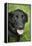 Black Labrador.-Savanah Stewart-Framed Premier Image Canvas