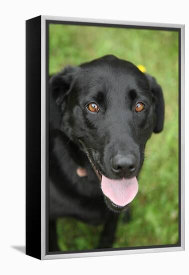 Black Labrador.-Savanah Stewart-Framed Premier Image Canvas