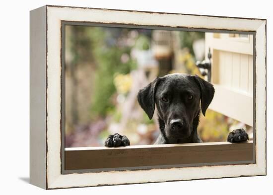 Black Labrador-claire norman-Framed Premier Image Canvas