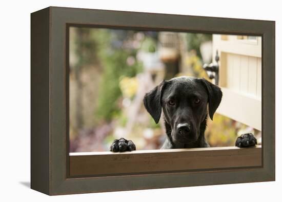 Black Labrador-claire norman-Framed Premier Image Canvas