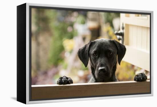 Black Labrador-claire norman-Framed Premier Image Canvas