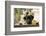 Black Labrador-claire norman-Framed Photographic Print