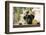 Black Labrador-claire norman-Framed Photographic Print