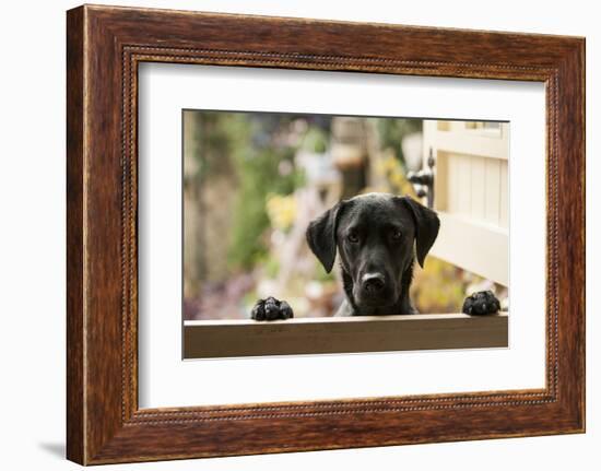 Black Labrador-claire norman-Framed Photographic Print