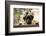 Black Labrador-claire norman-Framed Photographic Print