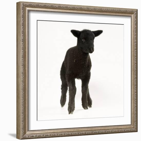 Black Lamb-null-Framed Photographic Print