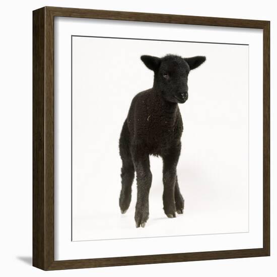 Black Lamb-null-Framed Photographic Print
