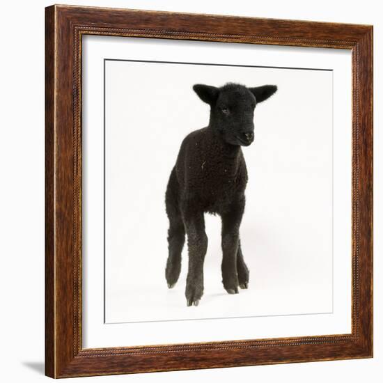 Black Lamb-null-Framed Photographic Print