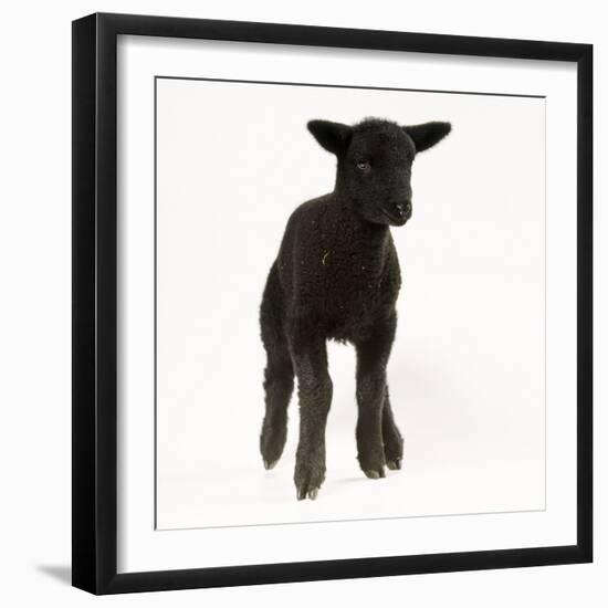 Black Lamb-null-Framed Photographic Print