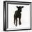 Black Lamb-null-Framed Photographic Print