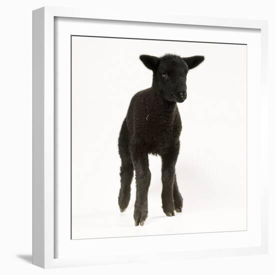 Black Lamb-null-Framed Photographic Print