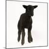 Black Lamb-null-Mounted Photographic Print