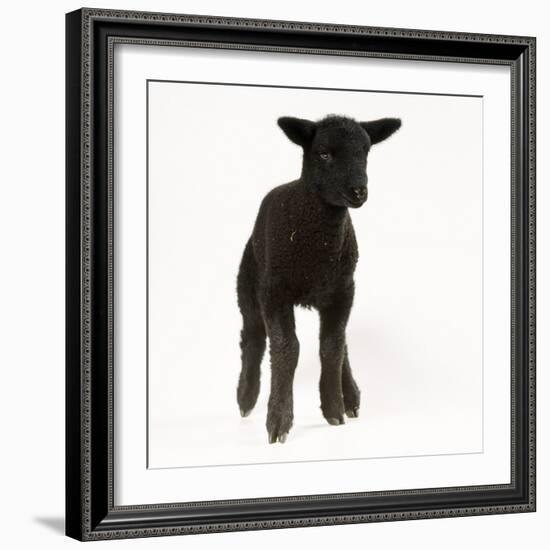 Black Lamb-null-Framed Photographic Print