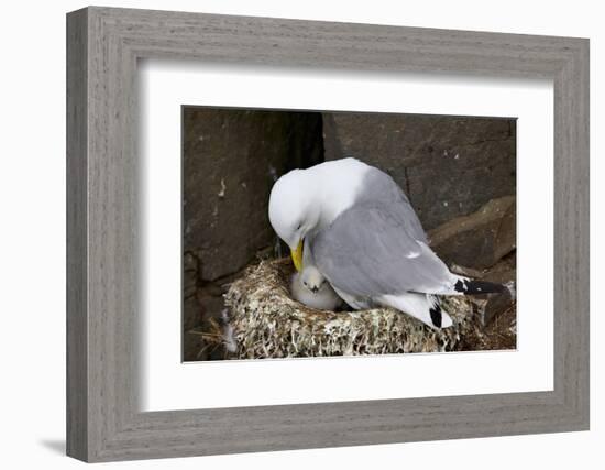 Black-Legged Kittiwake (Rissa Tridactyla) Adult and Chick on the Nest, Iceland, Polar Regions-James-Framed Photographic Print