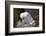 Black-Legged Kittiwake (Rissa Tridactyla) Adult and Chick on the Nest, Iceland, Polar Regions-James-Framed Photographic Print