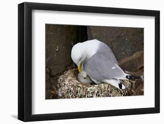 Black-Legged Kittiwake (Rissa Tridactyla) Adult and Chick on the Nest, Iceland, Polar Regions-James-Framed Photographic Print