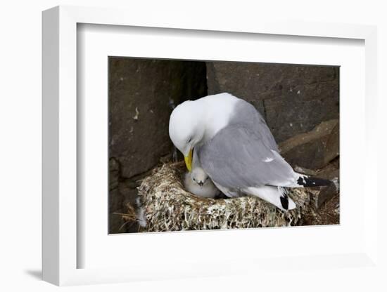 Black-Legged Kittiwake (Rissa Tridactyla) Adult and Chick on the Nest, Iceland, Polar Regions-James-Framed Photographic Print