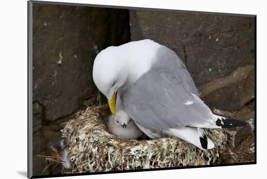 Black-Legged Kittiwake (Rissa Tridactyla) Adult and Chick on the Nest, Iceland, Polar Regions-James-Mounted Photographic Print