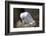 Black-Legged Kittiwake (Rissa Tridactyla) Adult and Chick on the Nest, Iceland, Polar Regions-James-Framed Photographic Print