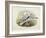 Black-Legged Kittiwake (Rissa Tridactyla), William Hart, H C Richte-John Gould-Framed Giclee Print