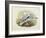 Black-Legged Kittiwake (Rissa Tridactyla), William Hart, H C Richte-John Gould-Framed Giclee Print